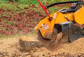 Tree and Shrub Care in Terra Bella, CA